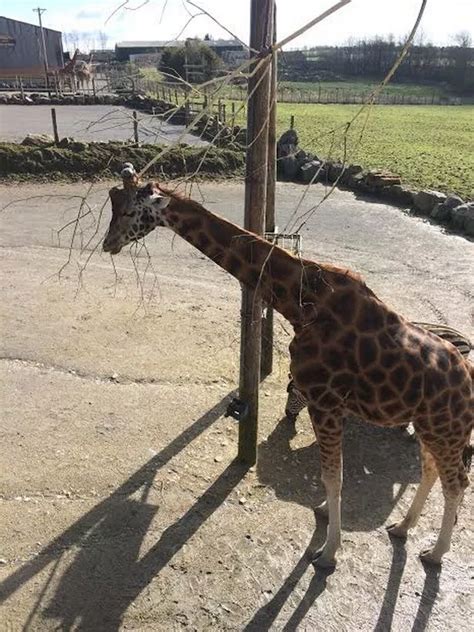 Folly Farms Giraffe Feeding Experience Is Magical For Any Animal