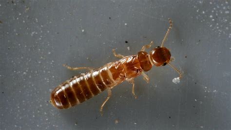 Termite Swarm Season Florida Drywood Formosan Spread Rapidly Treasure