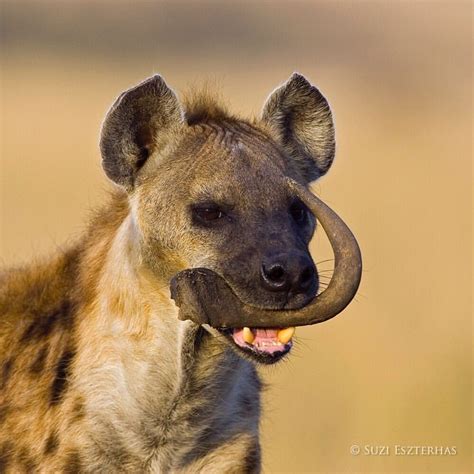 Spotted Hyena Female Carrying Wildebeest Horn Masai Mara Conservancy
