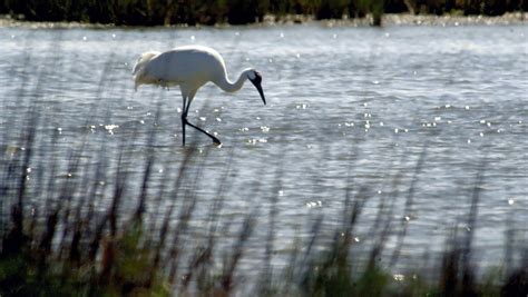 The Endangered Whooping Cranes Have Arrived In South Texas