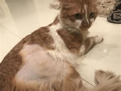 Cat Losing Hair On Back Legs Reddit Cat Meme Stock Pictures And Photos