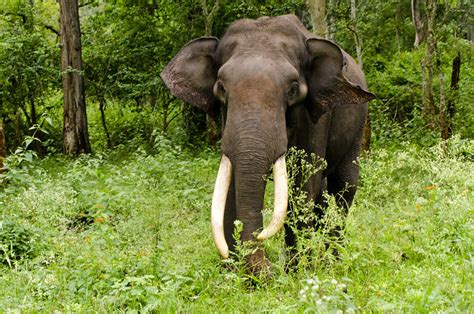 Asiatic Elephant Elephas Maximus Flickr Photo Sharing