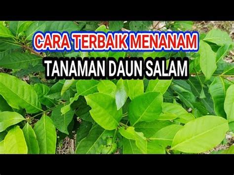 Pokok daun salam (page 1). CARA TERBAIK DAN MUDAH MENANAM TANAMAN DAUN SALAM - YouTube