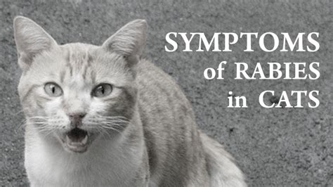 Signs Of Rabies In Cats Drooling Cat Meme Stock Pictures And Photos
