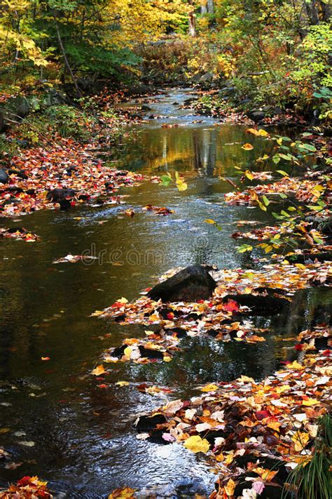 Autumn Stream In The Woods Stock Photo Image Of Autumn 61904356