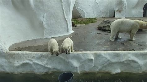 [ campdrivenl] 2 3 ouwehands dierenpark 10 06 2020 17 00 yuka and yura ijsbeer ijsbeertweeling