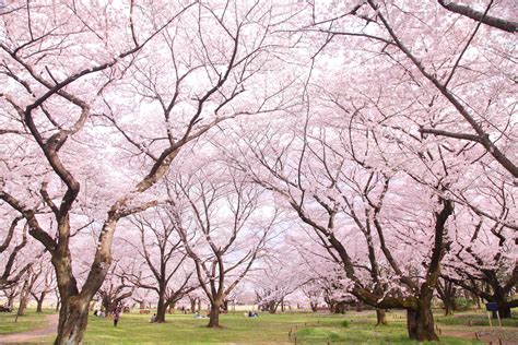 Cherry Blossoms In Nagano Snow Monkey Resorts