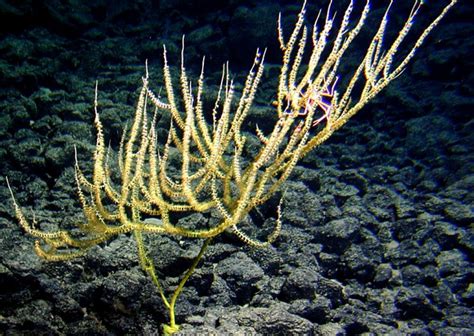 New Bamboo Coral Discovery Smithsonian Ocean