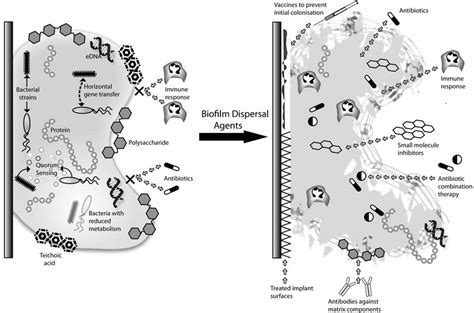 Structure Of Bacterial Biofilm Illustrating Mechanisms Of Resistance