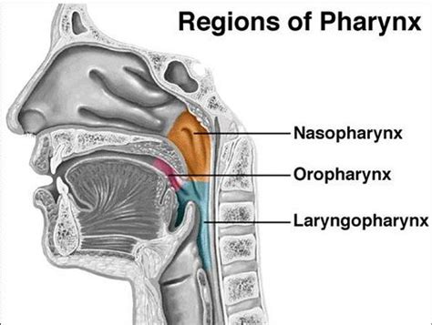Pharynx Vs Tonsils