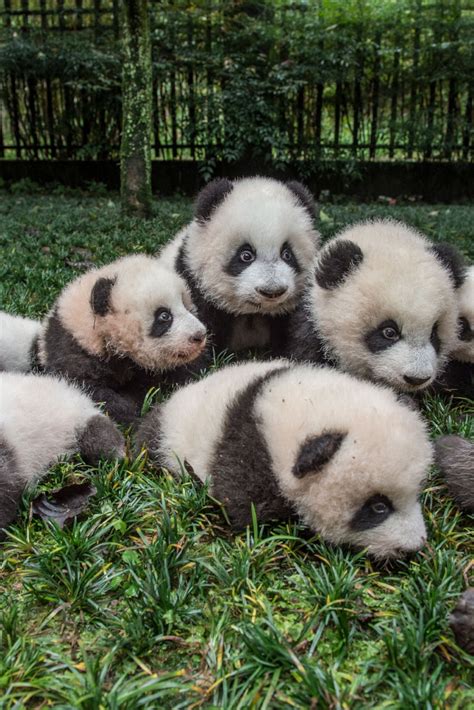 Cute Giant Panda Cubs