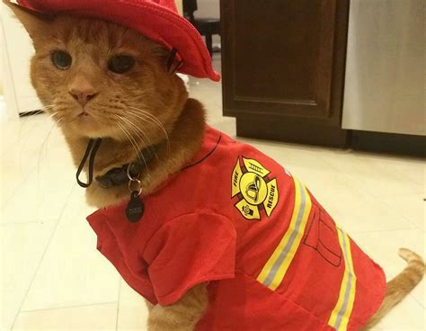 Kitten Rescued By Firefighter Lands Job In The Station Metro News