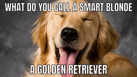 8 Brilliant Golden Retriever Memes You Need To See