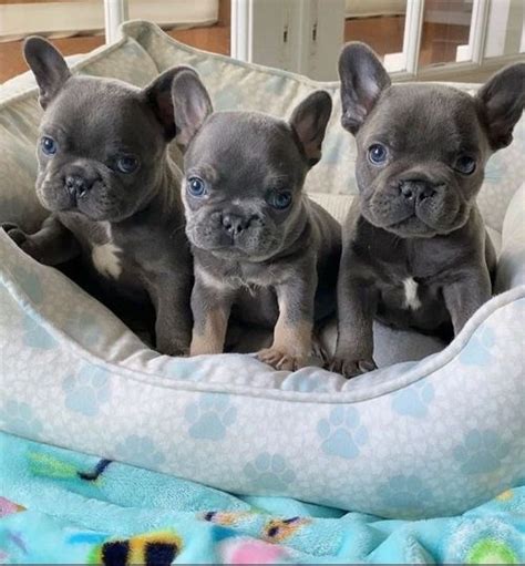 He's also a good choice for wherever you acquire your frenchie, make sure you have a good contract with the seller, shelter or rescue group that spells out responsibilities on both. French Bulldog For Sale in Central Ward, NJ (1) | Petzlover