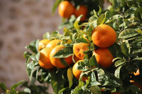 Fresh Oranges Growing On Orange Tree In Mallorca Stock Image Image Of