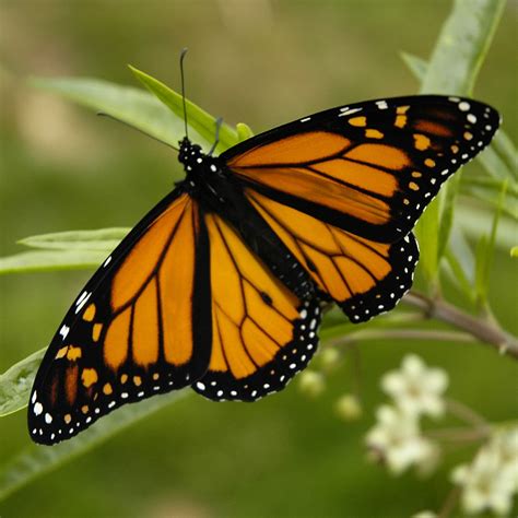 Butterfly Monarch Butterflies Facts Butterfly