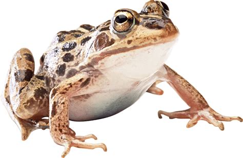 Download Brown Toad Png Image For Free