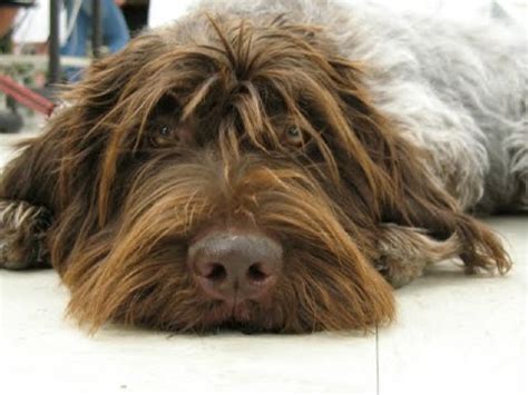 wirehaired pointing griffon dog galleries