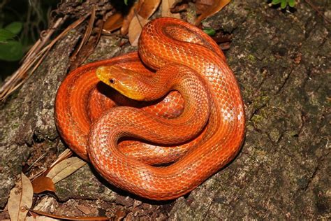 Everglades Rat Snake Pantherophis Alleghaniensis Rossalleni Is A