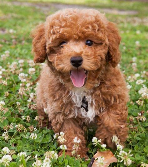 Most trusted source of poodle puppies for sale. How Much Should A Toy Poodle Eat Per Day
