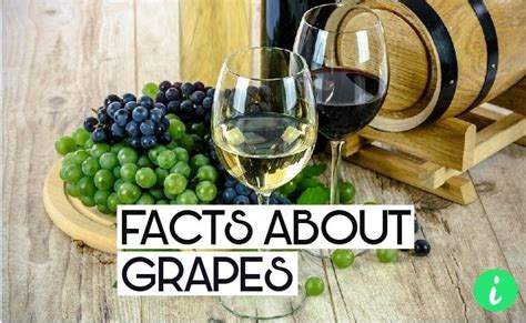 10 Fun Facts About Grapes Wine Making Recipes Grapes Wine Drinks