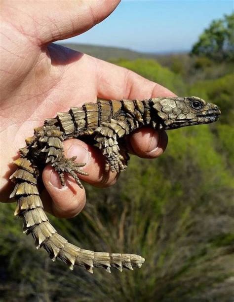 Meet The Armadillo Lizard Planet Earths Real Life Mini Dragon