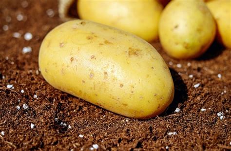 New Gmo Potatoes Obtain Approval For Human Consumption In 2017