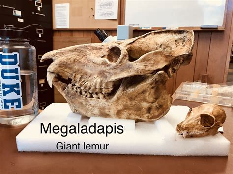 Fossil Feature Megaladapis Duke Lemur Center