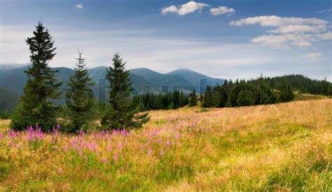 Colorful Summer Landscape In The Stock Image Colourbox