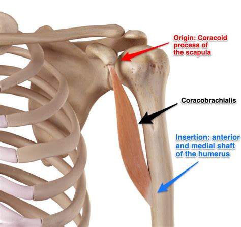 Coracobrachialis Muscle Its Attachments And Actions Yoganatomy