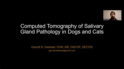 Ct Of The Salivary Glands In Dogs Vetmeet