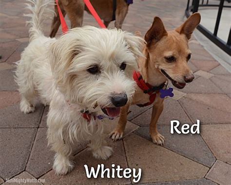 Book an appointment to meet adoptable dogs. Phoenix, AZ - Terrier (Unknown Type, Small). Meet Red and ...