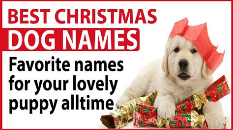 Best Christmas Dog Names Favorite Names For Your Lovely Puppy Alltime