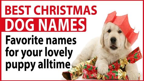 Good names for the sagittarius cat are arrow, gypsy and jupiter. Best Christmas Dog Names Favorite names for your lovely ...