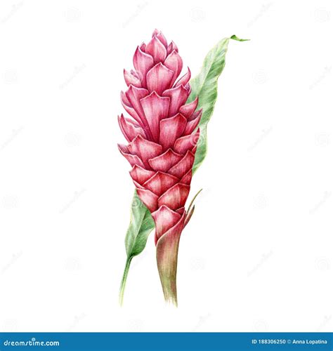 Ginger Flower With Leaf Watercolor Illustration Spicy Turmeric Plant