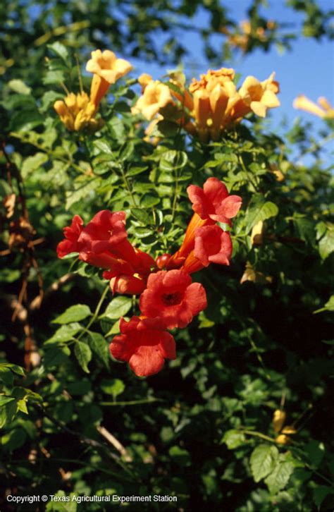 Looking for plants that do well in hot conditions? Texas Native Plants Database