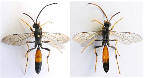 Réf 299233 — Insecta Hymenoptera Ichneumonidae Ichneumon Sp