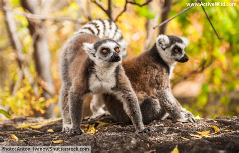Ring Tailed Lemur Facts Pictures Information And Video Discover An