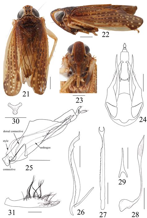 One New Genus And Three New Species In The Leafhopper Tribe Coelidiini From The Neotropical