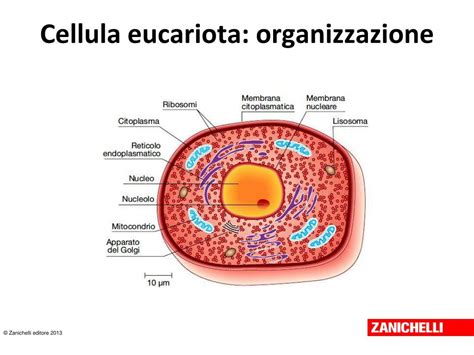 Ppt I Due Livelli Di Organizzazione Classificazione La Cellula