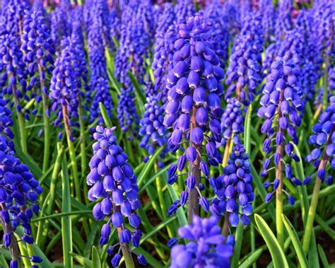 These plants can give cats a tummy upset or skin irritation so keep your pet away from them: These 13 Garden and Ornamental Plants Are Poisonous to ...