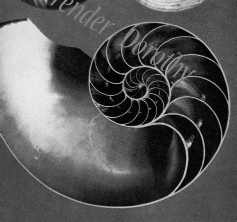 Chambered Nautilus Shell Fibonacci Spiral Edwardian 1905