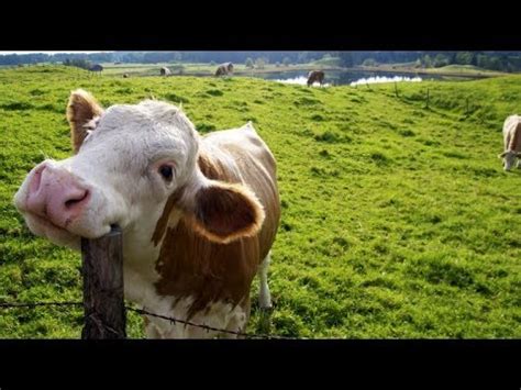 Why Do Vegans Lie About Things Like Beef Having B-12 Due To