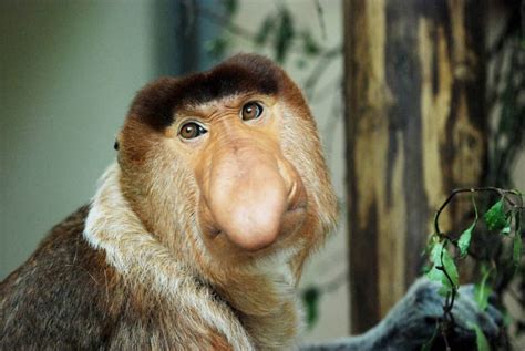 These Monkeys Are Easily Identifiable Due To Their Big Noses Its Not