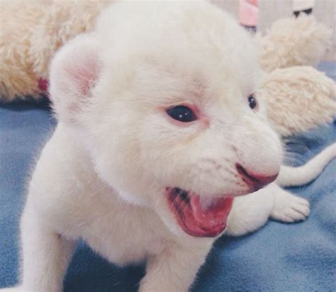 Baby White Lion