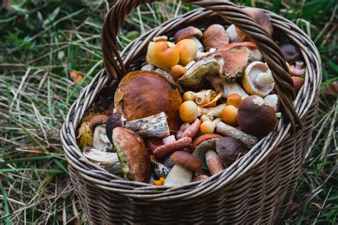 Forage Your Own Wild Mushrooms In Oregon This Fall