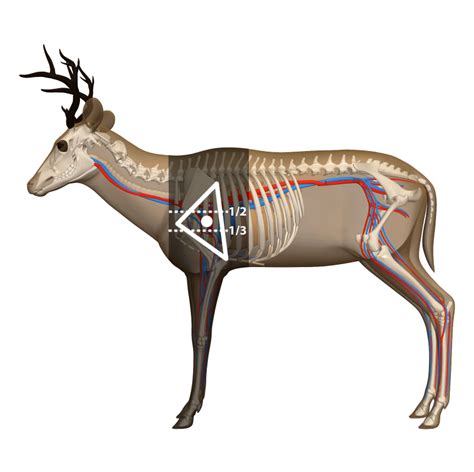 Where To Shoot A Deer 11 Shot Placement Diagrams Where To Aim