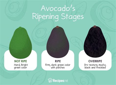 Top 10 How To Ripen Avocados Fast