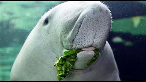 Our Gbr Dugongs Are Gettin Frisky This Month Hit Network