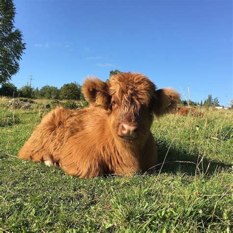 Highland Cattle Of Saarela — Pbyvdhfdjxss